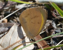 Eurema herla