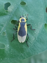 Chauliognathus distinguendus