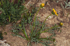 Leptosyne calliopsidea