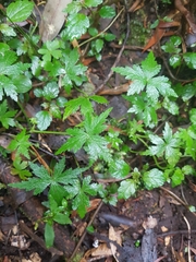 Hydrocotyle geraniifolia