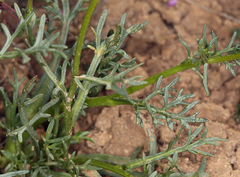 Leptosyne calliopsidea