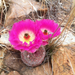 Echinocereus rigidissimus rigidissimus - Photo (c) raklopez, some rights reserved (CC BY-NC)