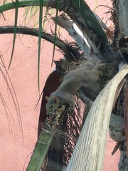 Sciurus carolinensis