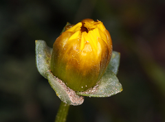 Leptosyne calliopsidea