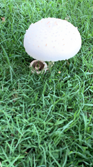 Chlorophyllum molybdites
