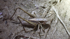 Sepiana sepium