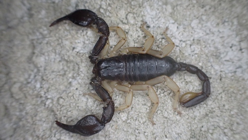 European Yellow-tailed Scorpion