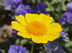 Leptosyne calliopsidea