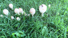 Chlorophyllum molybdites