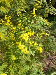 Acacia pubescens