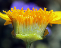 Leptosyne calliopsidea