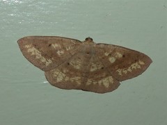 Eurychoria gerasphora