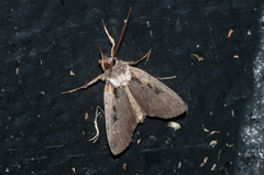 Pseudohermonassa tenuicula