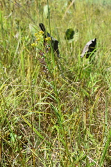 Solidagininae