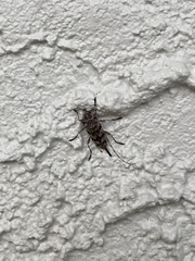 Acanthocinus obsoletus