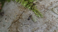 Liophrurillus flavitarsis