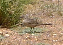 Toxostoma bendirei