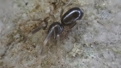 Liophrurillus flavitarsis