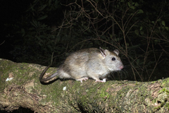 Black Rat photo 1