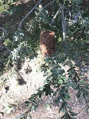 Banksia praemorsa