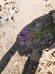 Penstemon lyallii