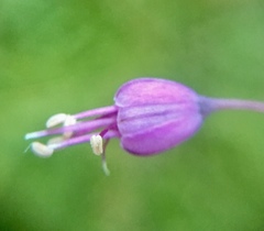 Allium carinatum