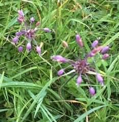 Allium carinatum