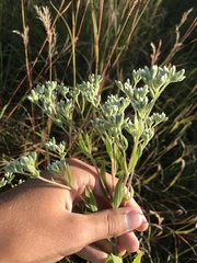 Eupatorium altissimum
