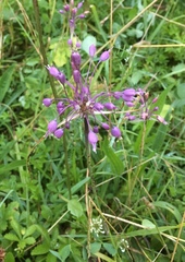 Allium carinatum