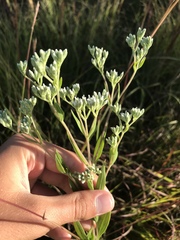 Eupatorium altissimum