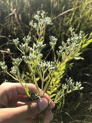 Eupatorium altissimum