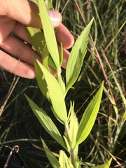 Eupatorium altissimum