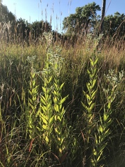 Eupatorium altissimum