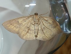 Eurychoria gerasphora