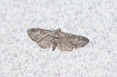 Eupithecia interruptofasciata