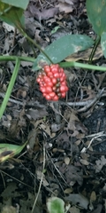 Arisaema triphyllum