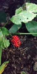 Arisaema triphyllum