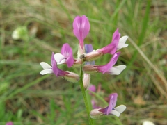 Astragalus macropus