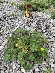 Potentilla supina