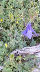 Aquilegia alpina