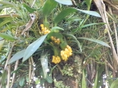 Maxillaria pseudoneglecta