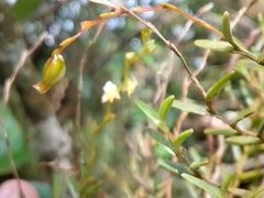Vandoideae