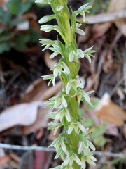 Platanthera elegans elegans
