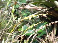 Vandoideae