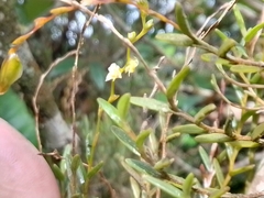 Vandoideae
