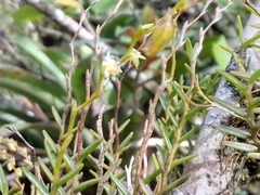 Vandoideae