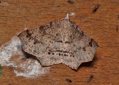 Rhinodia rostraria