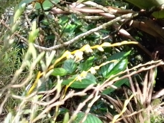 Vandoideae