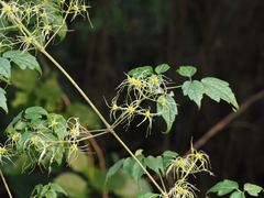Clematis grata