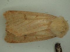 Dichagyris variabilis